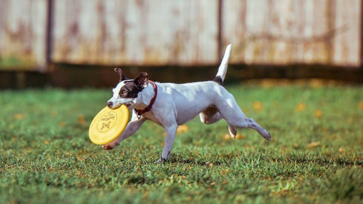 18738398-1887630551477897-5589213245672252207-o-1499285941-1lo0-column-width-inline