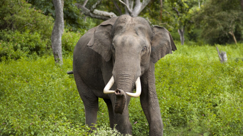 Fitness trackers are being used to study how elephants sleep