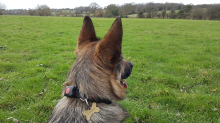 Living with pet wearables: Top trot tracking or barking up the wrong tree?