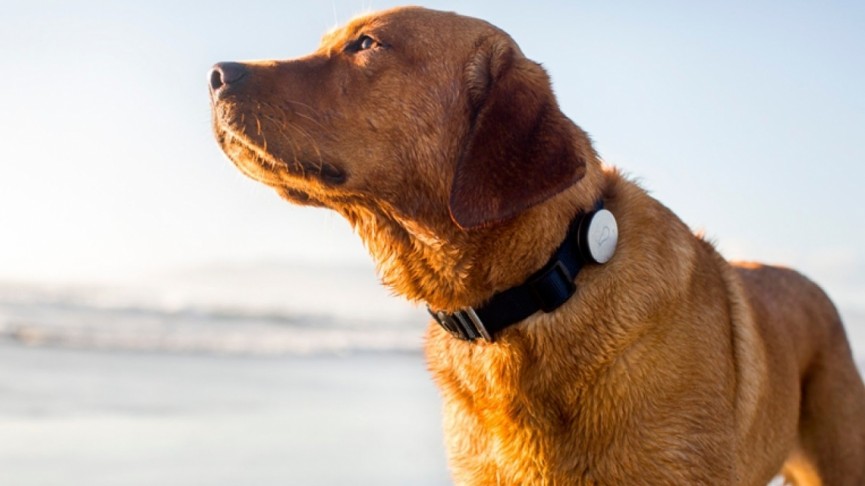 whistle-1418289800-dZxN-column-width-inline