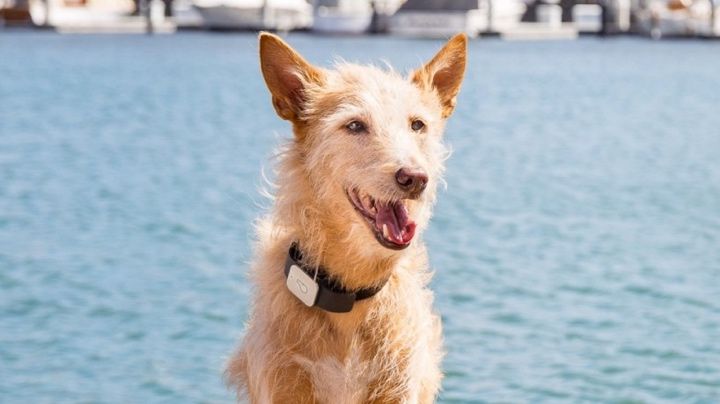 Celebrity backing: Meet the athletes and A-listers investing in wearable tech