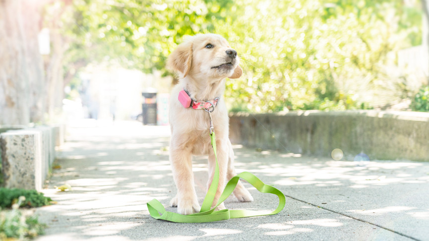 Whistle Go is a pet wearable that tracks sleep, scratching and licking