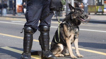 Border control dogs will soon trial smart collars to track health