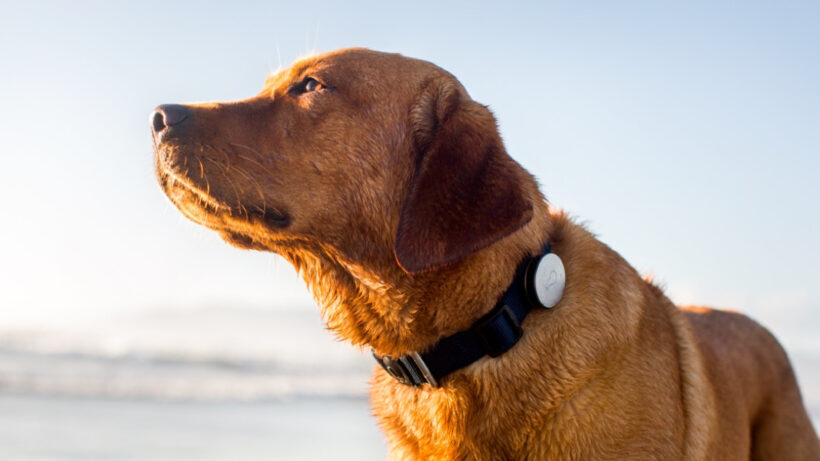 Best dog GPS trackers, pet activity monitors and tracking collars