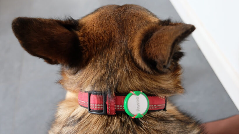 Pawbo iPuppyGo review