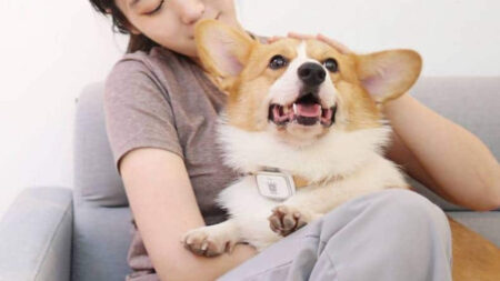 Forget trackers for humans, Xiaomi's PetBit will keep an eye on your pet