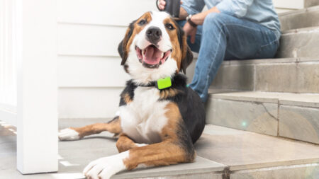 Whistle Go is a pet wearable that tracks sleep, scratching and licking