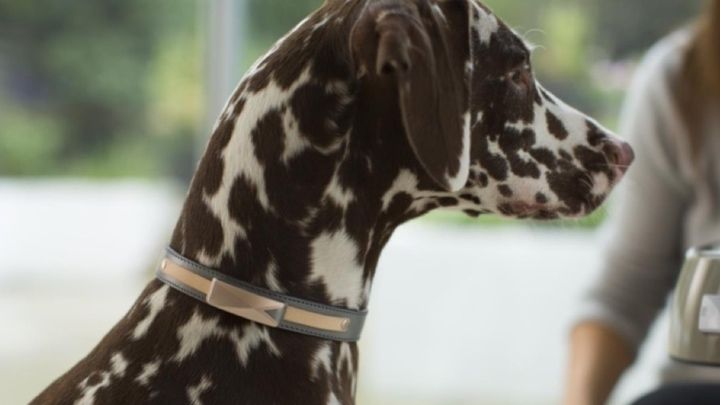 felcana-720-1521481004-VPQs-column-width-inline