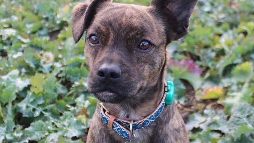 fitbark-1487788381-xvAM-column-width-inline