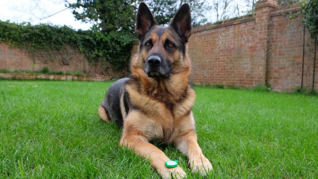 Pawbo iPuppyGo review