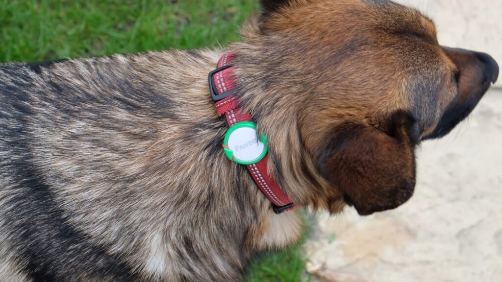 Pawbo iPuppyGo review