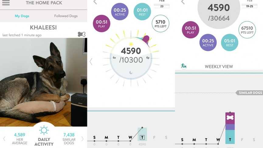 Living with pet wearables: Top trot tracking or barking up the wrong tree?
