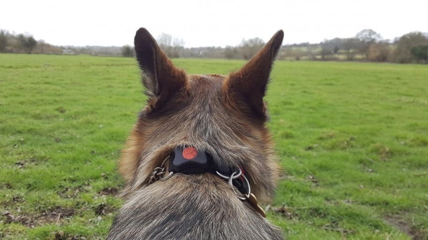 Living with pet wearables: Top trot tracking or barking up the wrong tree?