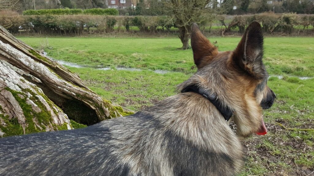 Living with pet wearables: Top trot tracking or barking up the wrong tree?