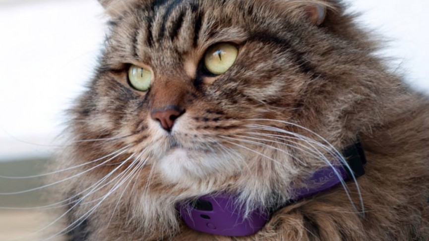 petpace-1446131548-s3oD-column-width-inline